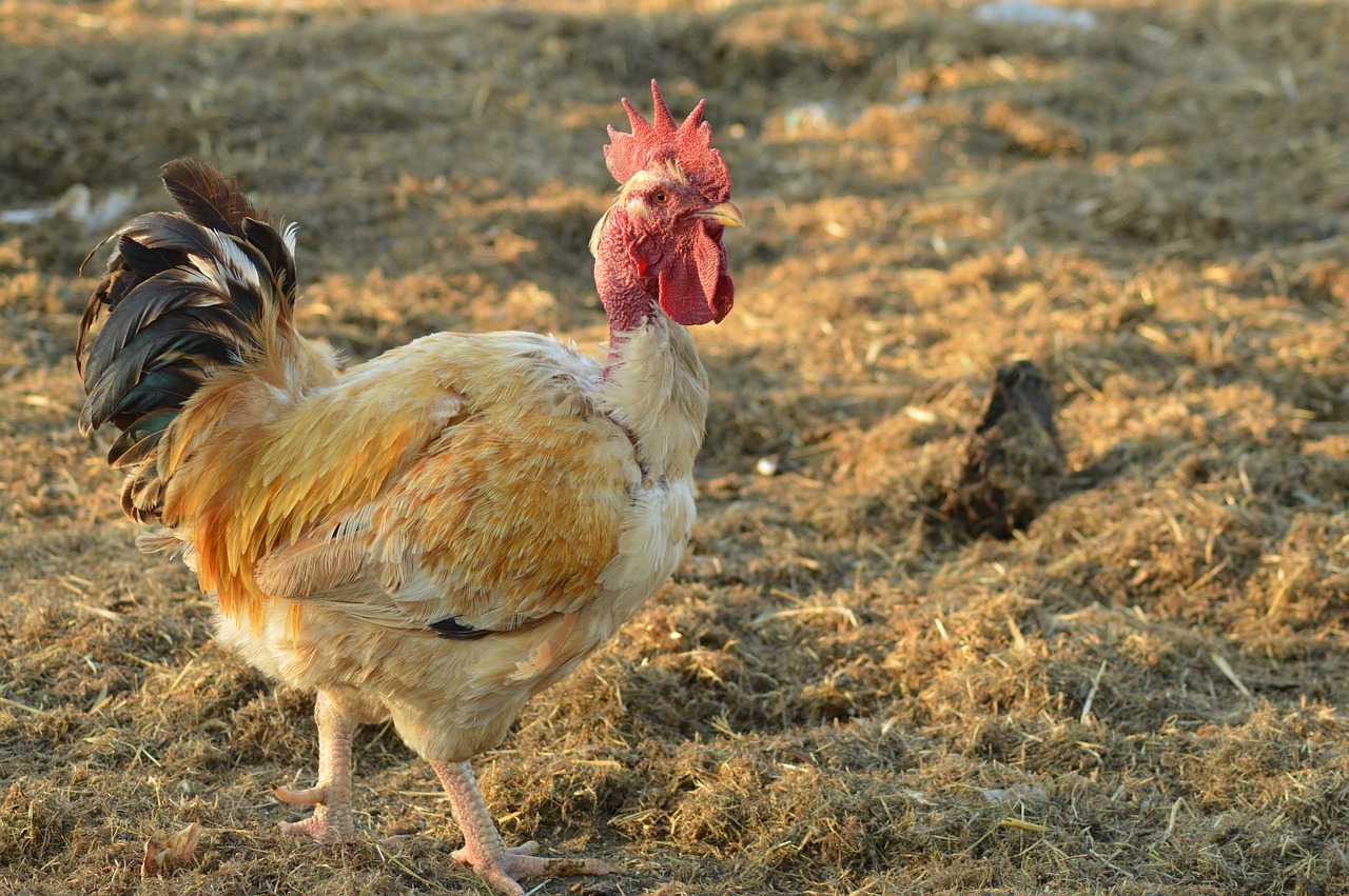 How to Create a Sustainable Backyard Chicken Coop